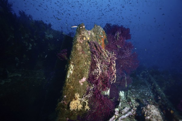 A colourful underwater world with corals and fish in a blaze of blue and purple colours. Dive site Wreck le Donator, Giens peninsula, Provence Alpes Côte d'Azur, France