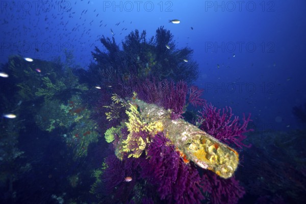 Living soft corals on a tube of a shipwreck. Shades of blue and purple in the colourful underwater world. Dive site wreck le Donator, Giens peninsula, Provence Alpes Côte d'Azur, France