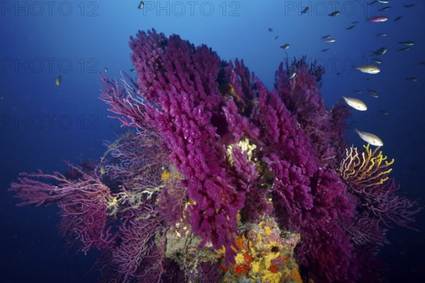 A magnificent coral formation with fish in a bright blue underwater world. Dive site Wreck le Donator, Giens peninsula, Provence Alpes Côte d'Azur, France