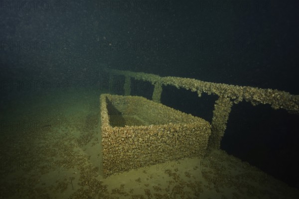 Rectangular structure of a shipwreck covered with quagga triangular mussels (Dreissena rostriformis bugensis), invasive species, under water. Dive site wreck of the Jura, Lake Constance, Bottighofen, Switzerland, Münsterlingen, Germany
