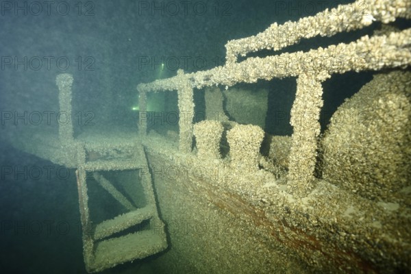 A shipwreck covered with quagga triangle mussels (Dreissena rostriformis bugensis), an invasive species, in the greenish underwater light. Dive site wreck of the Jura, Lake Constance, Bottighofen, Switzerland, Münsterlingen, Germany