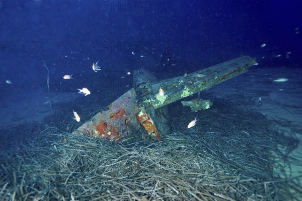 Weathered wreck of an aeroplane embedded in seagrass on the seabed with fish swimming past. Dive site aircraft wreck Mustang P51, Giens peninsula, Provence Alpes Côte d'Azur, France