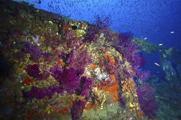 Colourful shipwreck with purple corals and fish, surrounded by blue water. Dive site wreck le Donator, Giens peninsula, Provence Alpes Côte d'Azur, France