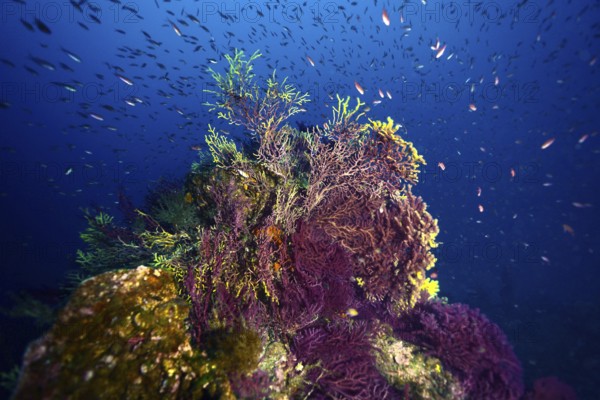 Lively soft corals on a shipwreck under water with lots of small fish in the blue ocean. Dive site wreck le Donator, Giens peninsula, Provence Alpes Côte d'Azur, France