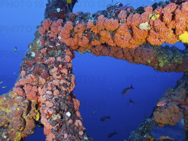 Colourfully overgrown metal structure of a shipwreck under water with fish swimming past. Dive site wreck of the USS Spiegel Grove, John Pennekamp Coral Reef State Park, Key Largo, Florida Keys, Florida, USA