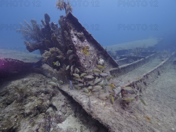 Fish swim around a shipwreck with corals in the sea. Dive site John Pennekamp Coral Reef State Park, Key Largo, Florida Keys, Florida, USA
