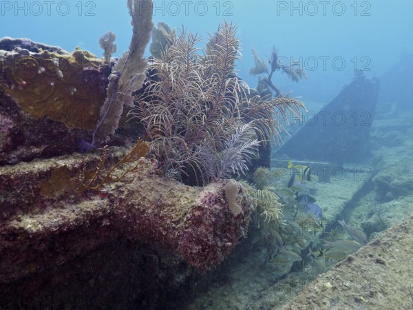 Corals and fish on a shipwreck under water. Dive site John Pennekamp Coral Reef State Park, Key Largo, Florida Keys, Florida, USA