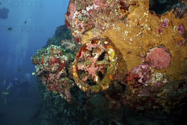 Coral-covered wheel and wreckage under water. Dive site USAT Liberty, Tulamben, Bali, Indonesia
