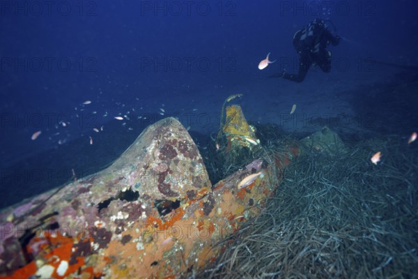 A diver explores an old aircraft wreck overgrown with marine vegetation. Dive site aircraft wreck Mustang P51, Giens peninsula, Provence Alpes Côte d'Azur, France