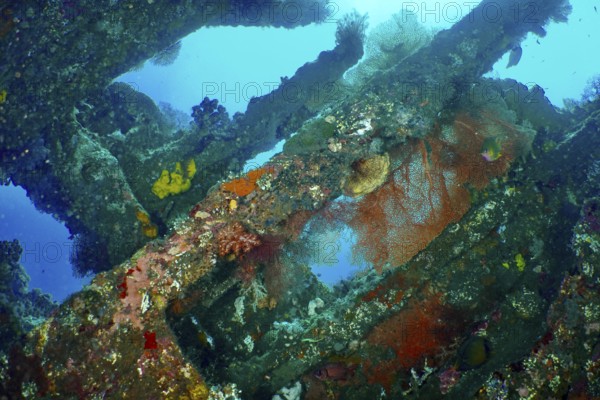 Colourful wreck with fish and corals under the sea surface. Dive site USAT Liberty, Tulamben, Bali, Indonesia