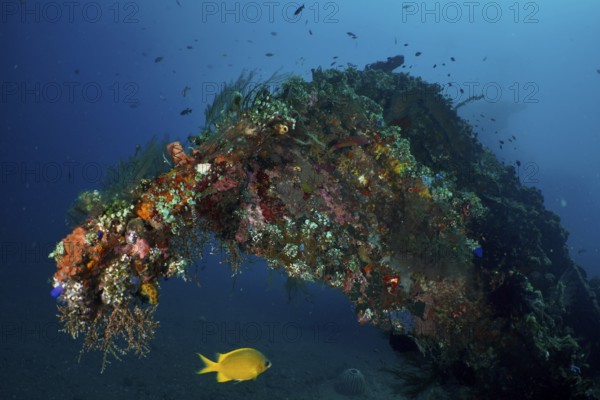Lively overgrown wreck with fish and corals under water. Dive site USAT Liberty, Tulamben, Bali, Indonesia