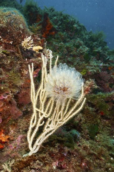 Translucent Sea squirt (Clavelina Dellavallei) in front of a rock in the sea. Dive site Marine protected area Cap de Creus, Rosas, Costa Brava, Spain, Mediterranean Sea