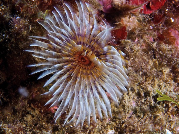 Light-coloured, fan-shaped marine animal, fan tube worm (Bispira volutacornis), on rocks. Dive site Cap de Creus Marine Protected Area, Rosas, Costa Brava, Spain, Mediterranean Sea