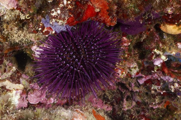A Sphaerechinus granularis (Sphaerechinus granularis) embedded in a lively, colourful reef, dive site Cap de Creus Marine Reserve, Rosas, Costa Brava, Spain, Mediterranean Sea