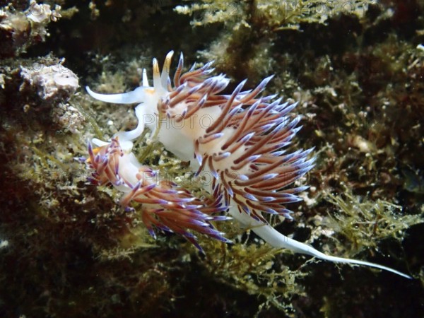 Two vividly coloured wandering thread snails (Cratena peregrina) in the underwater world with distinct tentacles. Dive site Cap de Creus Marine Protected Area, Rosas, Costa Brava, Spain, Mediterranean Sea