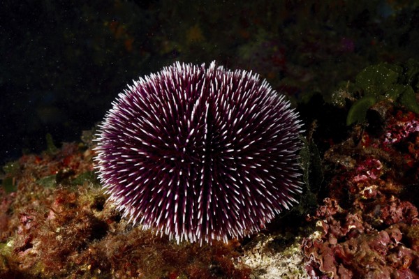 A round Sphaerechinus granularis (Sphaerechinus granularis) rests on a rocky, dark seabed. Dive site Marine reserve Cap de Creus, Rosas, Costa Brava, Spain, Mediterranean Sea