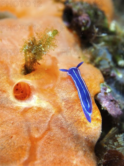Small blue star snail (Felimare tricolor) on a luminous sea sponge. Dive site Marine reserve Cap de Creus, Rosas, Costa Brava, Spain, Mediterranean Sea