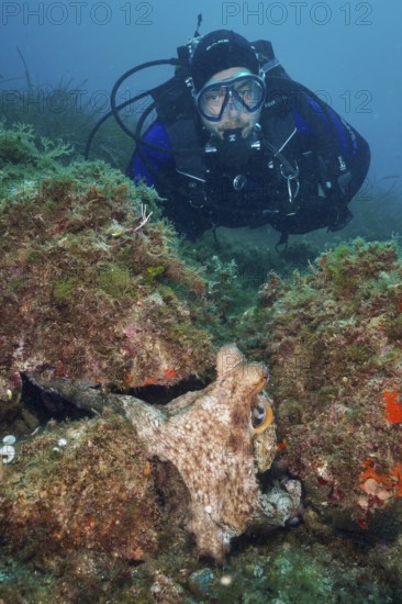 A diver observes a Common Octopus (Octopus vulgaris) hiding on the seabed among algae. Dive site Marine reserve Cap de Creus, Rosas, Costa Brava, Spain, Mediterranean Sea