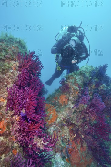 Diver exploring Violescent sea-whip (Paramuricea clavata) in a trench. Dive site Marine reserve Cap de Creus, Rosas, Costa Brava, Spain, Mediterranean Sea