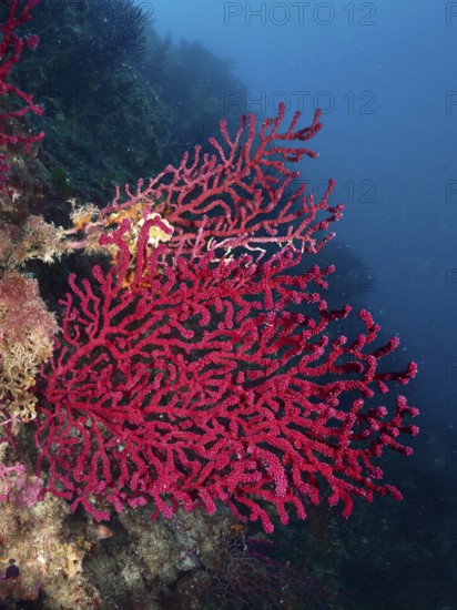 Extensive red Violescent sea-whip (Paramuricea clavata) in deep blue water. Dive site Marine reserve Cap de Creus, Rosas, Costa Brava, Spain, Mediterranean Sea