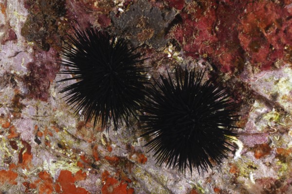 Two specimens of Arbacia lixula (Arbacia lixula) on a colourful, rocky seabed. Dive site Marine reserve Cap de Creus, Rosas, Costa Brava, Spain, Mediterranean Sea