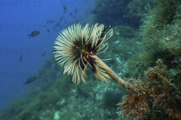 Screwfish (Sabella spallanzanii) rises gracefully from the rocky seascape. Dive site Cap de Creus Marine Protected Area, Rosas, Costa Brava, Spain, Mediterranean Sea