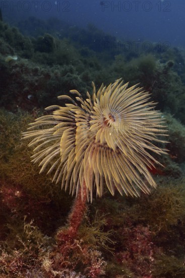 A cream-coloured screwfish (Sabella spallanzanii) in the soft flow of the current. Dive site Marine reserve Cap de Creus, Rosas, Costa Brava, Spain, Mediterranean Sea