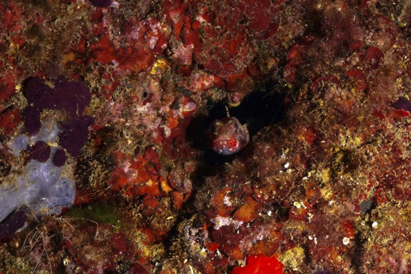 Camouflaged fish, redmouth goby (Gobius cruentatus), hiding on the red seabed. Dive site Marine reserve Cap de Creus, Rosas, Costa Brava, Spain, Mediterranean Sea
