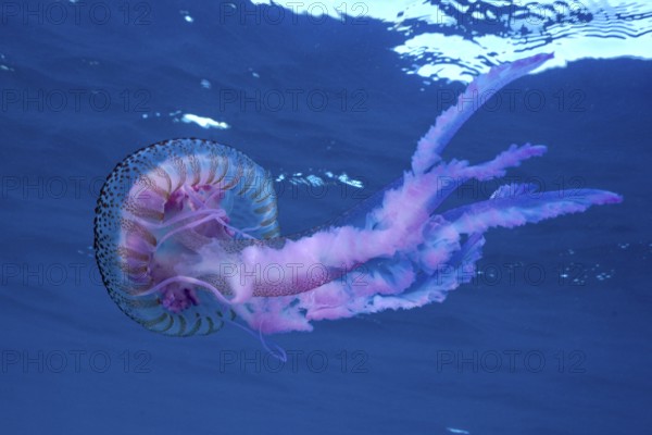 A purple jellyfish (Pelagia noctiluca) floats elegantly in the blue ocean water. Dive site Marine reserve Cap de Creus, Rosas, Costa Brava, Spain, Mediterranean Sea