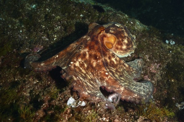 An octopus with a distinctive pattern, Common Octopus vulgaris, spreads out across the seabed in the dark. Dive site Cap de Creus Marine Protected Area, Rosas, Costa Brava, Spain, Mediterranean Sea