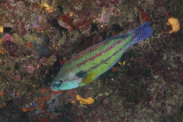 Colourful speckled peacock wrasse (Symphodus tinca) among marine plants. Dive site Cap de Creus Marine Protected Area, Rosas, Costa Brava, Spain, Mediterranean Sea