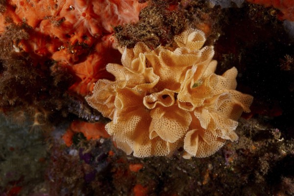 Neptune veil (Reteporella grimaldii) (Reteporella septentrionalis) in bright orange colour. Dive site Marine reserve Cap de Creus, Rosas, Costa Brava, Spain, Mediterranean Sea