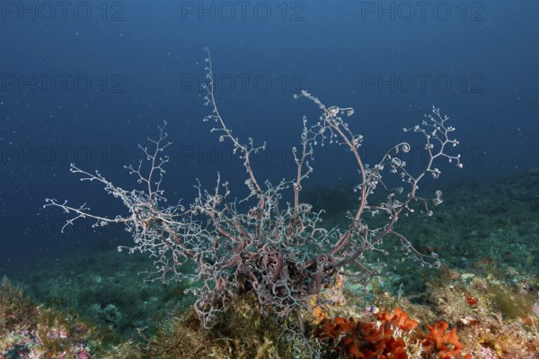 Fan-shaped Mediterranean gorgonian head (Astrospartus mediterraneus) unfolds in the clear ocean water. Dive site Marine reserve Cap de Creus, Rosas, Costa Brava, Spain, Mediterranean Sea