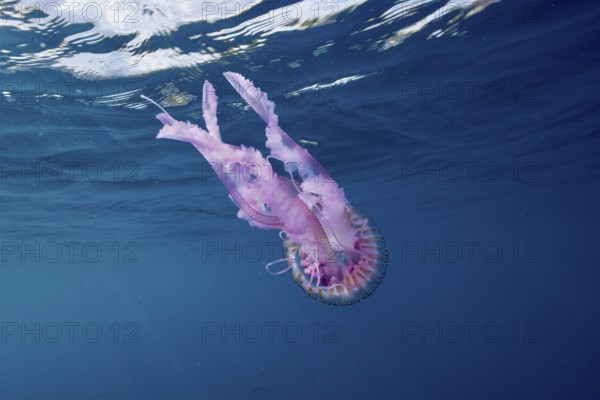 Luminous jellyfish (Pelagia noctiluca) in pale pink in the deep blue sea. Dive site Marine reserve Cap de Creus, Rosas, Costa Brava, Spain, Mediterranean Sea