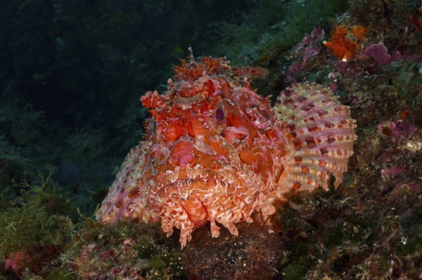 Portrait of red scorpionfish (Scorpaena scrofa), sea sow, in deep water. Dive site Marine reserve Cap de Creus, Rosas, Costa Brava, Spain, Mediterranean Sea