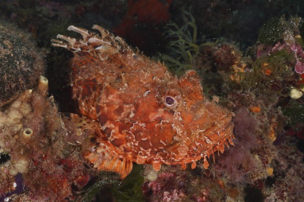 Camouflaged red scorpionfish (Scorpaena scrofa), sea sow, between algae and rocks. Dive site Cap de Creus Marine Protected Area, Rosas, Costa Brava, Spain, Mediterranean Sea