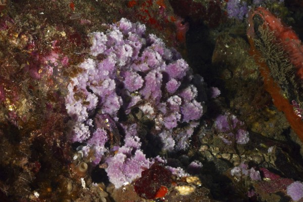 Purple coarse sponge (Dysidea avara) in a colourful underwater landscape. Dive site Marine reserve Cap de Creus, Rosas, Costa Brava, Spain, Mediterranean Sea