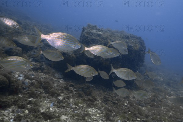 Shoal of goldfish (Sarpa salpa) swimming past rocks in clear water. Dive site Marine reserve Cap de Creus, Rosas, Costa Brava, Spain, Mediterranean Sea