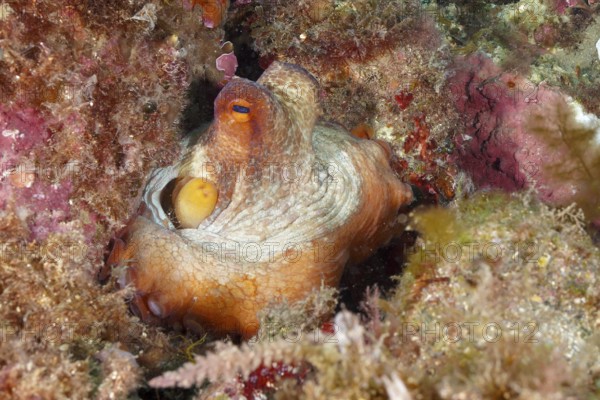 A juvenile Common Octopus (Octopus vulgaris) sits hidden in a colourful underwater landscape. Dive site Cap de Creus Marine Protected Area, Rosas, Costa Brava, Spain, Mediterranean Sea