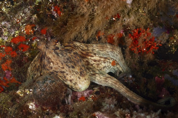 Common Octopus (Octopus vulgaris) in camouflage on a colourful, rocky substrate. Dive site Marine reserve Cap de Creus, Rosas, Costa Brava, Spain, Mediterranean Sea