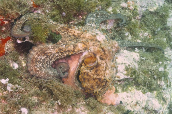 A Common Octopus (Octopus vulgaris) camouflages itself on the coral-covered seabed. Dive site Marine reserve Cap de Creus, Rosas, Costa Brava, Spain, Mediterranean Sea