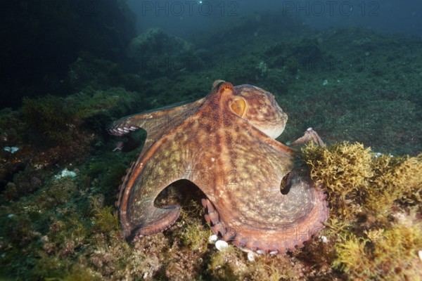 A Common Octopus (Octopus vulgaris) spreads out over the algae-covered seabed in deep water. Dive site Cap de Creus Marine Protected Area, Rosas, Costa Brava, Spain, Mediterranean Sea
