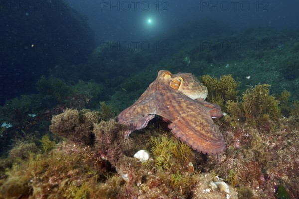 A Common Octopus (Octopus vulgaris) moves across the algae bed of the ocean. Dive site Marine reserve Cap de Creus, Rosas, Costa Brava, Spain, Mediterranean Sea