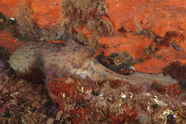 A Common Octopus (Octopus vulgaris) camouflages itself between colourful sea sponges under water. Dive site Marine reserve Cap de Creus, Rosas, Costa Brava, Spain, Mediterranean Sea