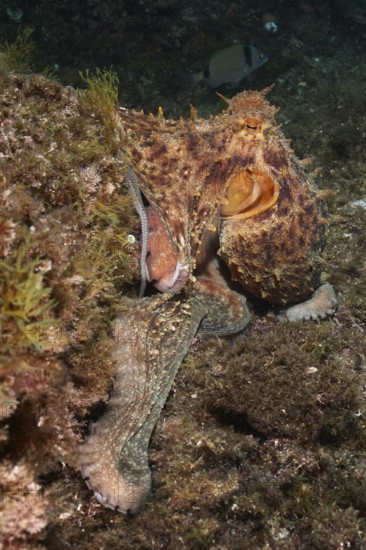 A Common Octopus (Octopus vulgaris) camouflages itself on an algae-covered rocky bottom in the underwater world. Dive site Marine reserve Cap de Creus, Rosas, Costa Brava, Spain, Mediterranean Sea