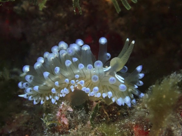 Marine nudibranch with distinctive blue tentacles, Striped Thick-billed ribbon Slug (Janolus cristatus) . Dive site Marine reserve Cap de Creus, Rosas, Costa Brava, Spain, Mediterranean Sea