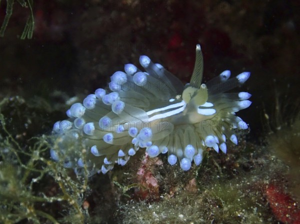 Elegant nudibranch with blue accents, Striped Thick-billed Slug (Janolus cristatus), on algae. Dive site Marine reserve Cap de Creus, Rosas, Costa Brava, Spain, Mediterranean Sea