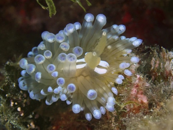 Small marine nudibranch with bright blue tips, Striped Thick-billed Slug (Janolus cristatus), Dive Site Marine Reserve Cap de Creus, Rosas, Costa Brava, Spain, Mediterranean Sea
