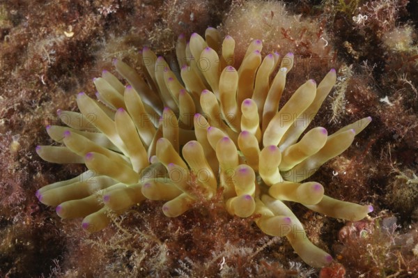 Yellow rock rose (Cribrinopsis crassa) with purple tips on the seabed. Dive site Cap de Creus Marine Protected Area, Rosas, Costa Brava, Spain, Mediterranean Sea