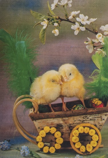 Old postcard and Easter card. Yellow chickens in a basket